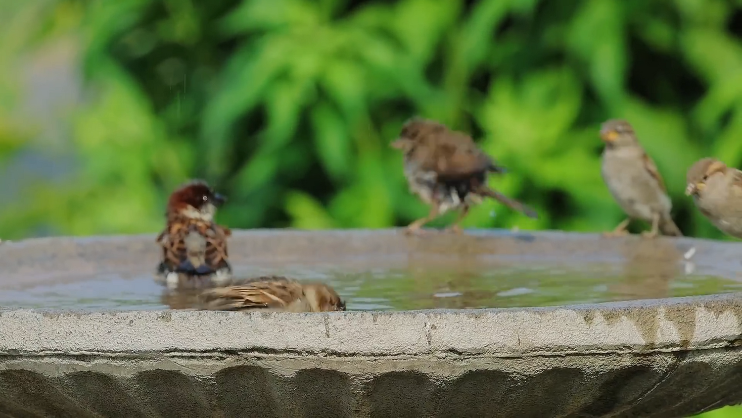 How to Install Your Poposoap Solar Bird Bath Fountain?