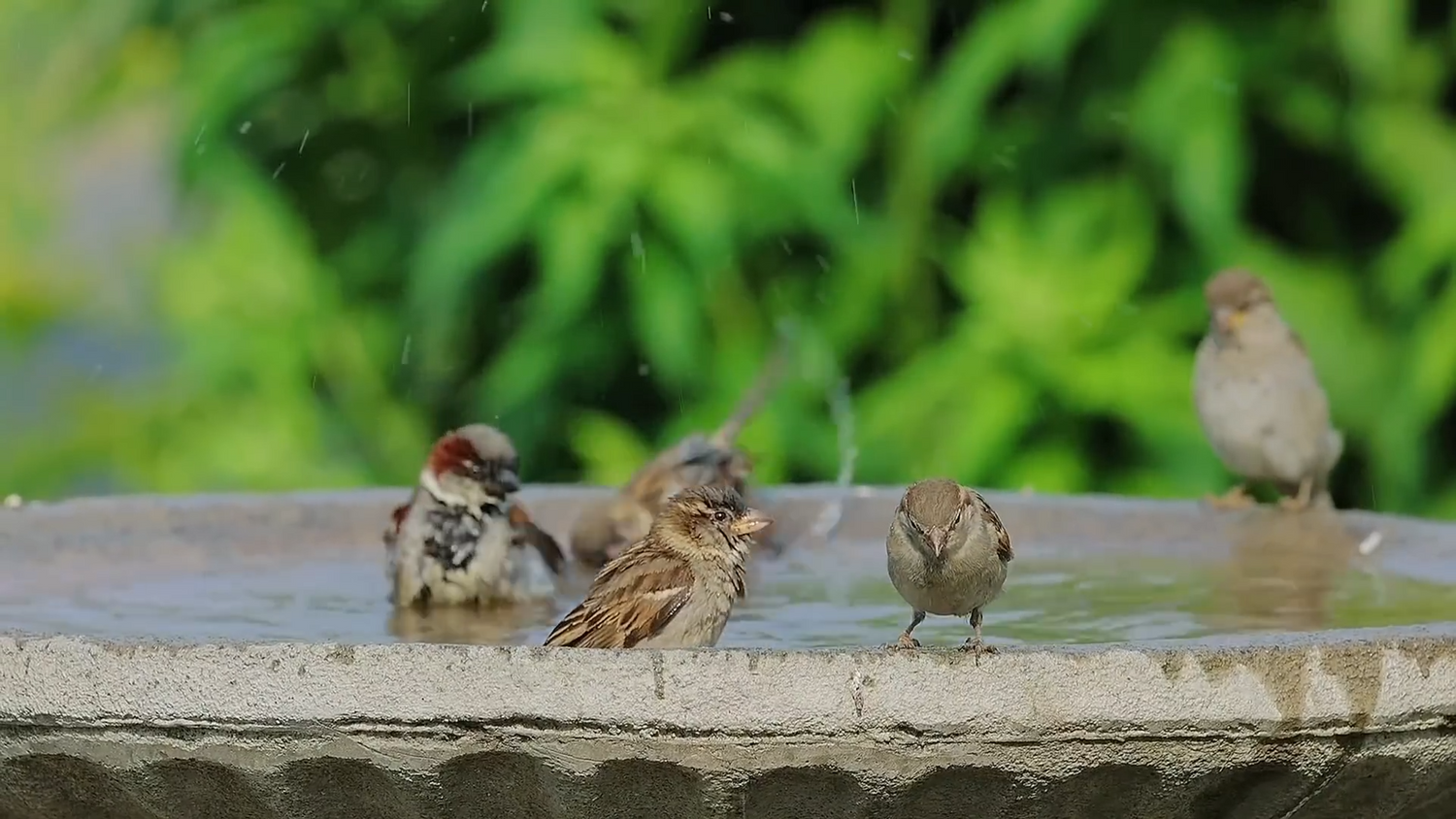 Global Environmental Trends: How Can a Solar Bird Bath Pump Support Sustainability?