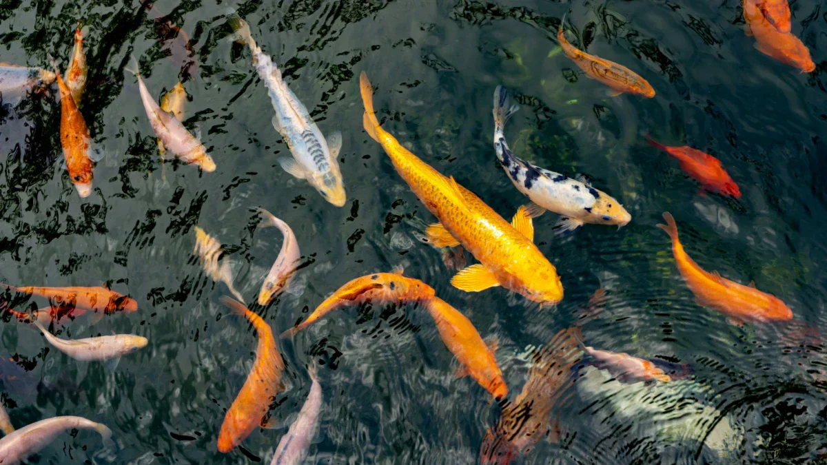 Can Koi Fish Change Colors