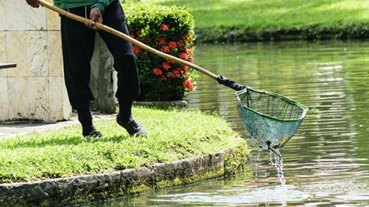 Cleaning Your Pond by Following This Step-by-Step Guide