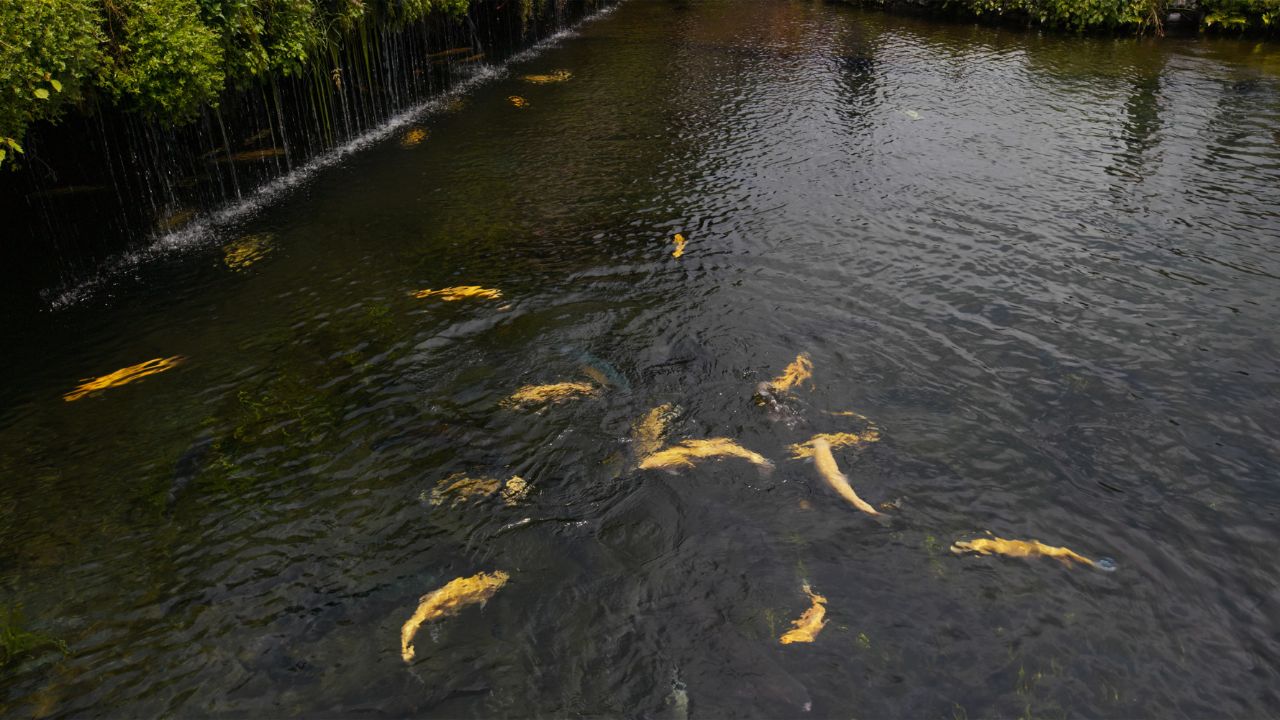 Cold-Hardy Pond Fish That Survive Harsh Winter Conditions