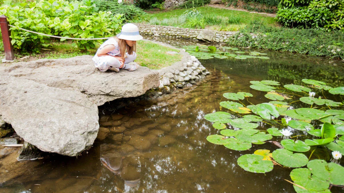 Create a Natural Pond
