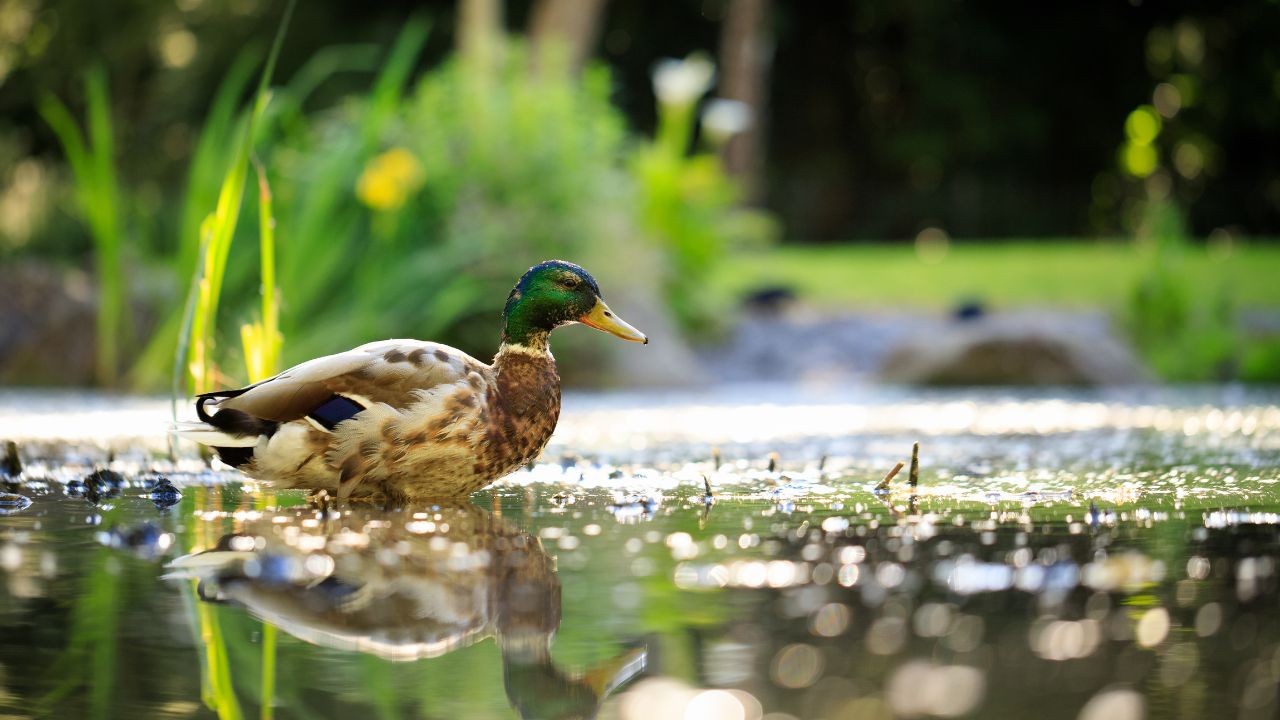 Creating Wildlife Corridors with Garden Ponds