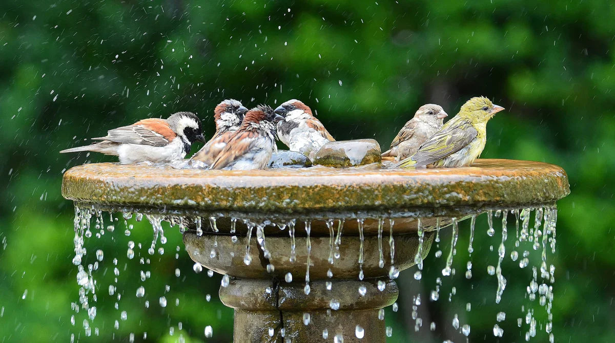 How to Keep the Poposoap Solar Water Fountain for Bird Bath Clean and Cool in Summer