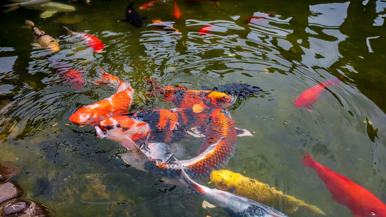 How Big Do Koi Get? Understanding the Growth Potential of Koi Fish