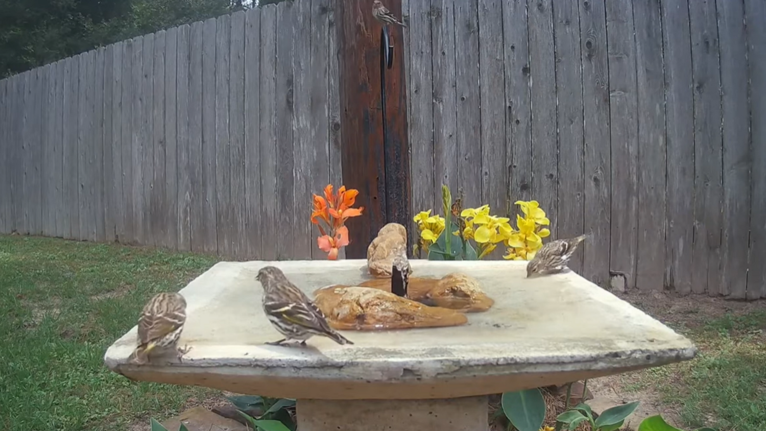 Customer Story: How Can a Poposoap Bird Solar Fountain Make My Garden More Vibrant?
