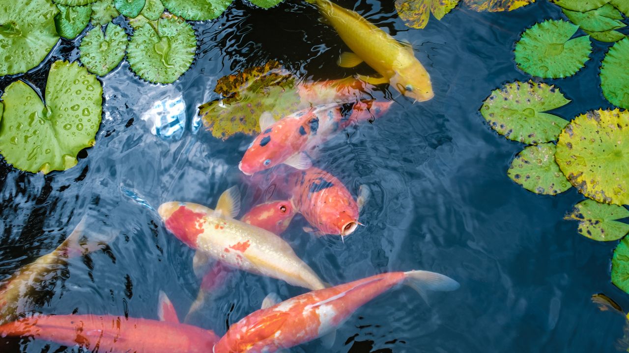 How Many Koi Can I Keep in My Pond? A Practical Guide Based on Size, Filtration & Growth