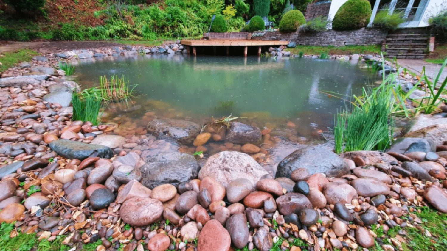 Non-Living Organisms in a Pond Key Elements of a Healthy Ecosystem