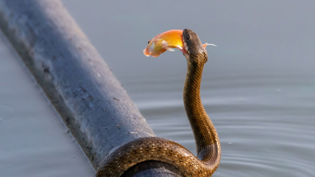 Photo inspiration: Fresh Look at How To Keep Snakes Out Of Your Pond Tips For