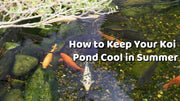 How to Keep Your Koi Pond Cool in Summer
