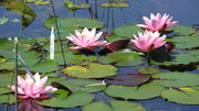 How to Plant Water Lilies and Other Water Plants in Your Pond (Even Deep Ones!)