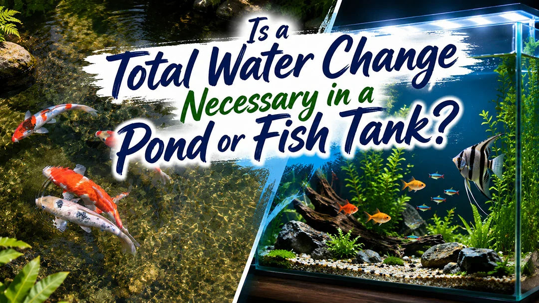 Is a Total Water Change Necessary in a Pond or Fish Tank