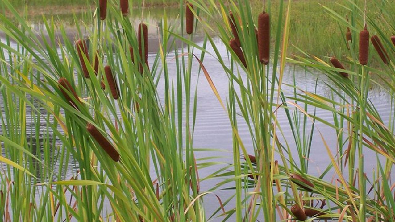 Pond Reeds