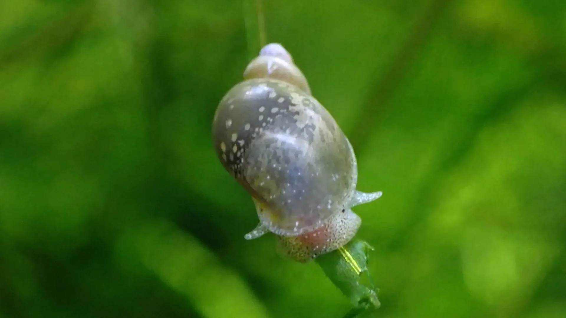 What Type of Animal Is a Pond Snail?