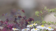 Sustainable Water Gardens