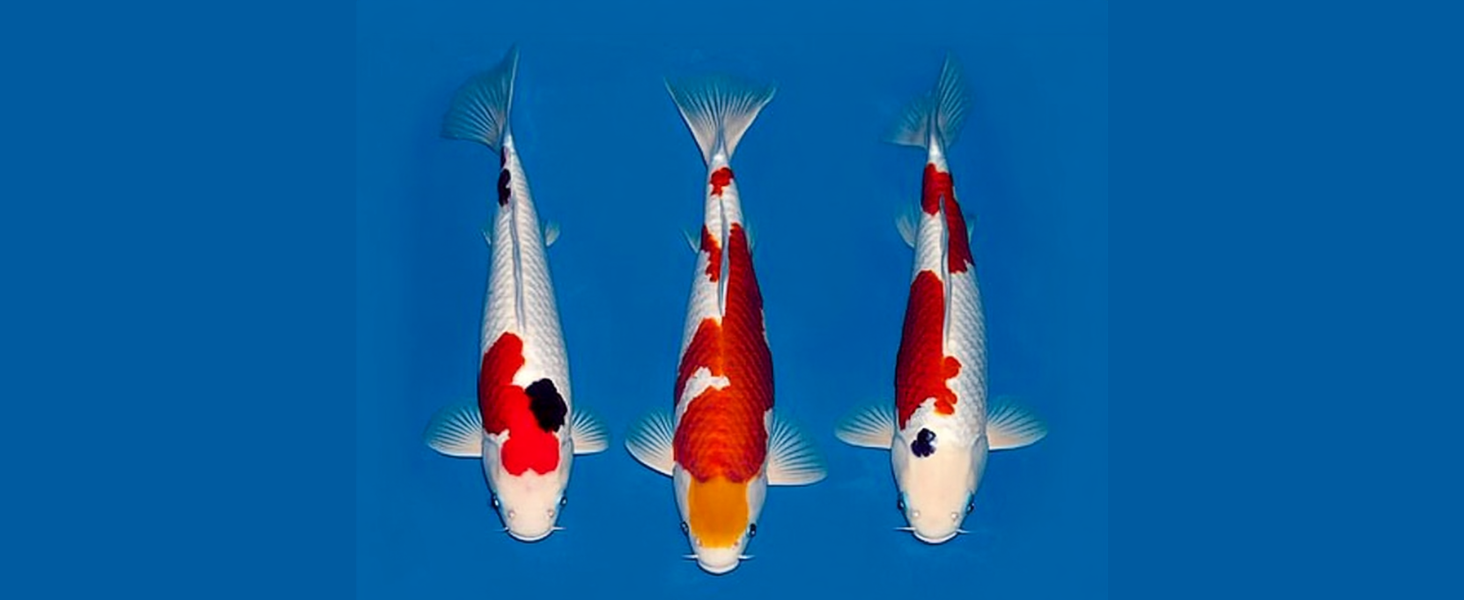 Recognizing the Gosanke Koi: A Guide to Japan’s Top Three Varieties