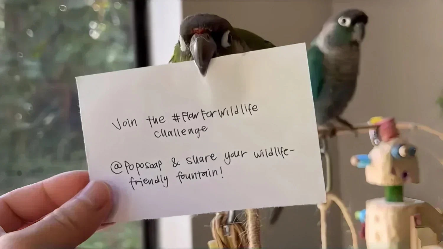 Why Birds Love Poposoap Fountains