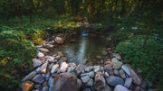 How to Build a Wildlife Pond on a Budget
