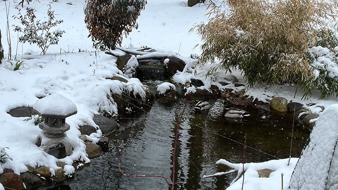 Winterize Your Pond: Your Critical Guide to Protecting Your Pond for a Healthy Spring
