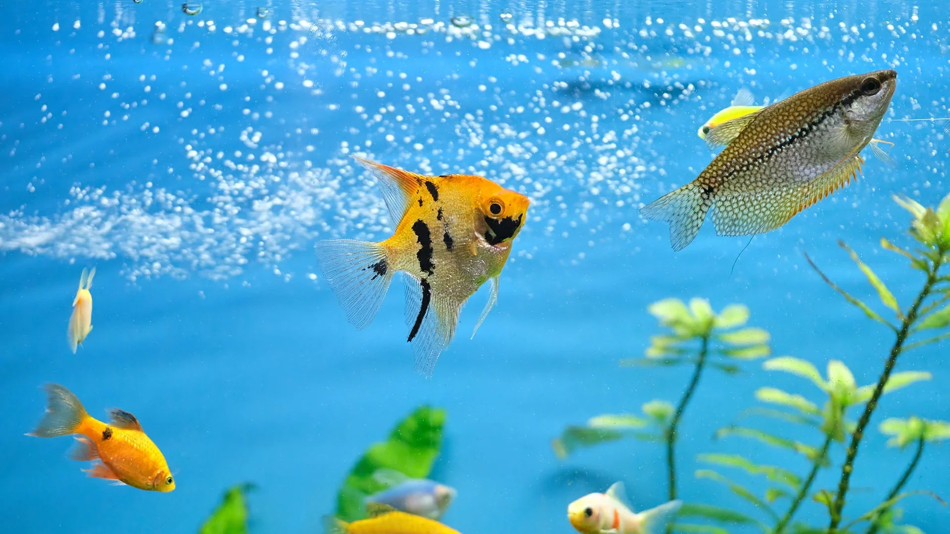 Benefits of Bubble-Style Aerator Nozzles