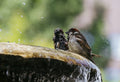 bird baths vs bird fountains