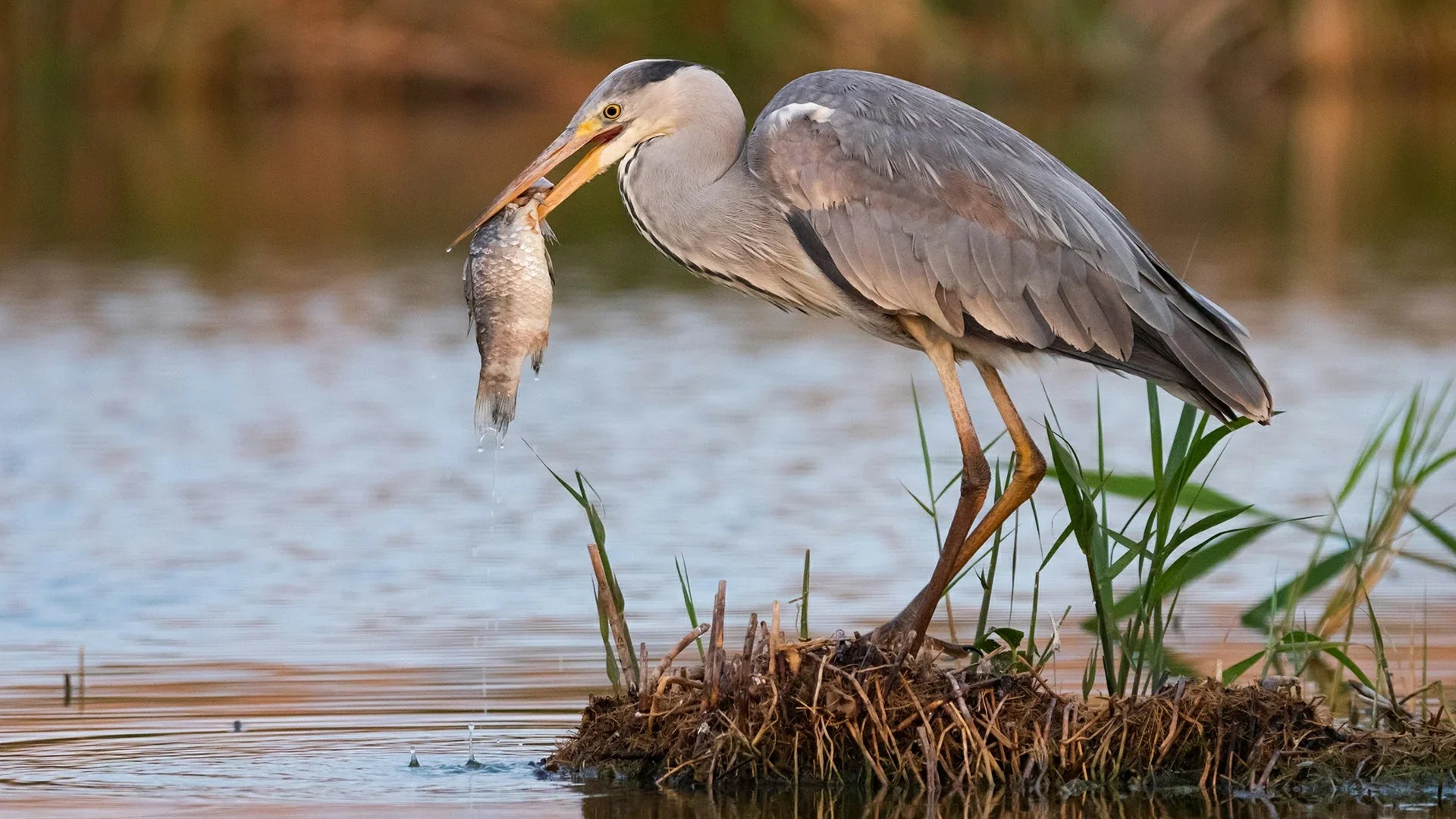 deter herons and from your fish pond