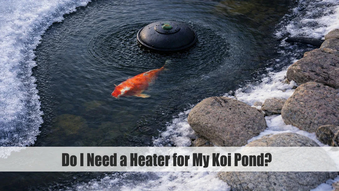 do i need pond heaters for koi