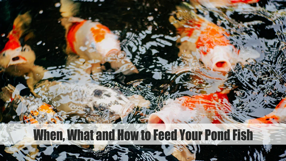 Fish Feeding Guide When, What, and How to Feed Pond Fish