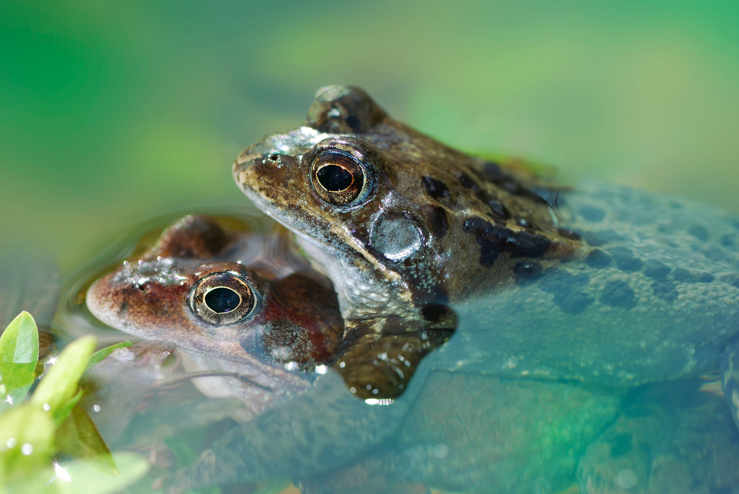 Planning a Wildlife-Friendly Pond Landscape