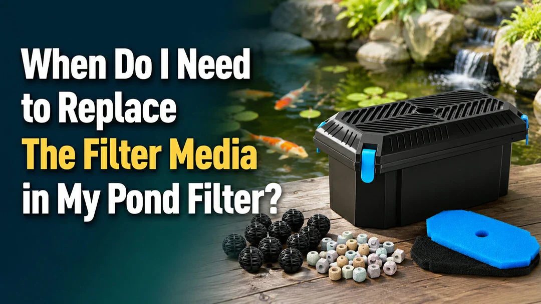 how often should you change biological filter media