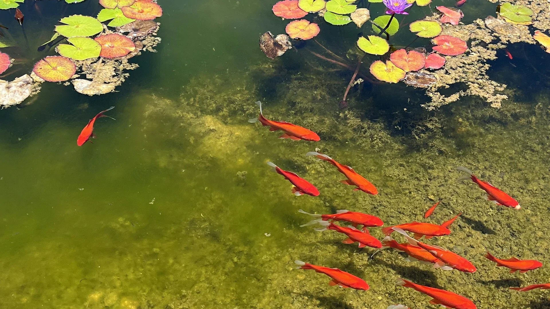 Goldfish in Small Backyard Ponds | Easy Pond Fish Care Tips