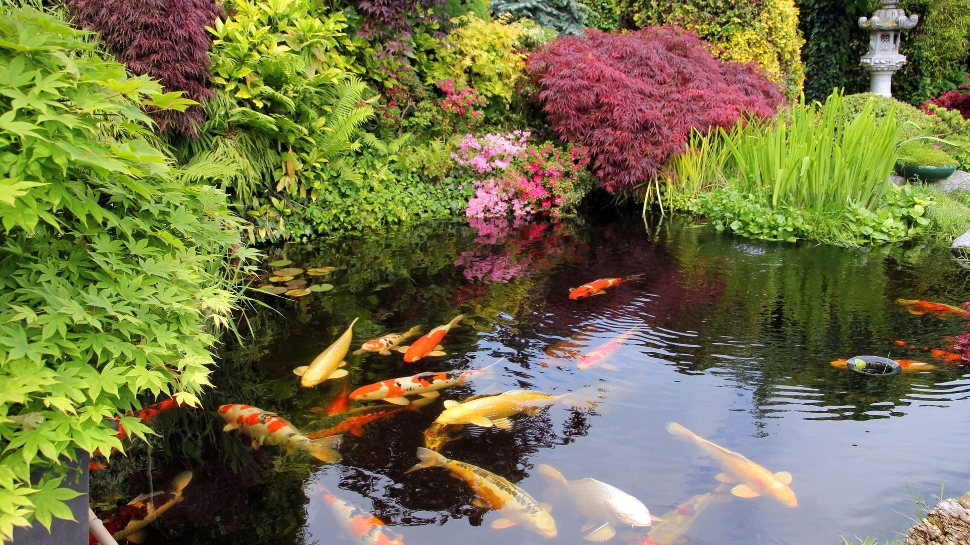 Koi Carp Pond Ideas for a Beautiful and Functional Outdoor Space