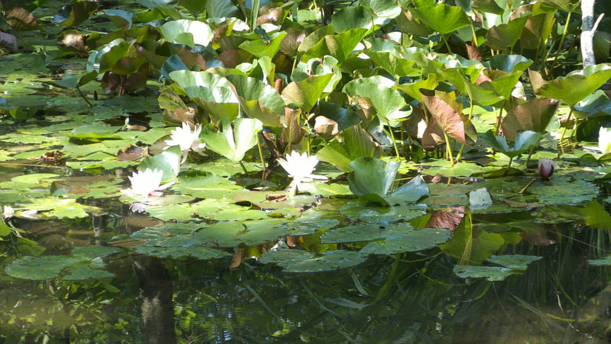 Water lilies and lily pads thrive in the calm pond water, creating a serene aquatic landscape.