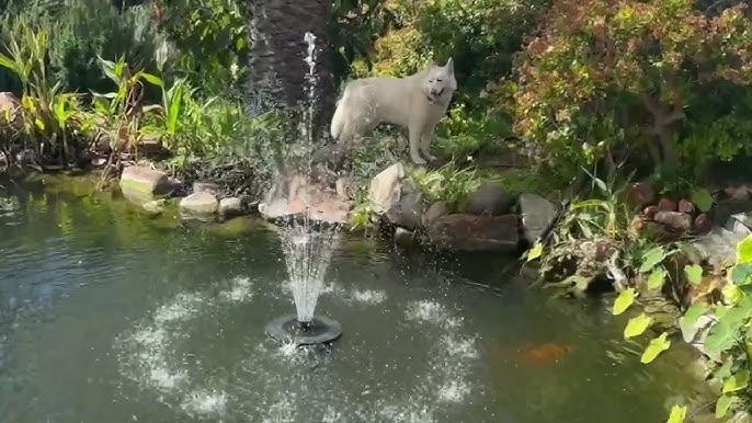 How to DIY a Mini Water Feature with Poposoap Floating Solar Water Fountain?