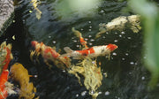 Is a Koi Pond Right for You?