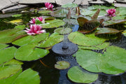Plant ornamental plants (such as water lilies and cattails) along the edge of the pond.