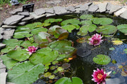 Check the nozzle cleaning every week and remove leaves/algae.