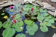 Check the working condition of the water pump/filter every month