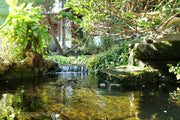 Pay attention to water evaporation in summer and replenish water in moderation.