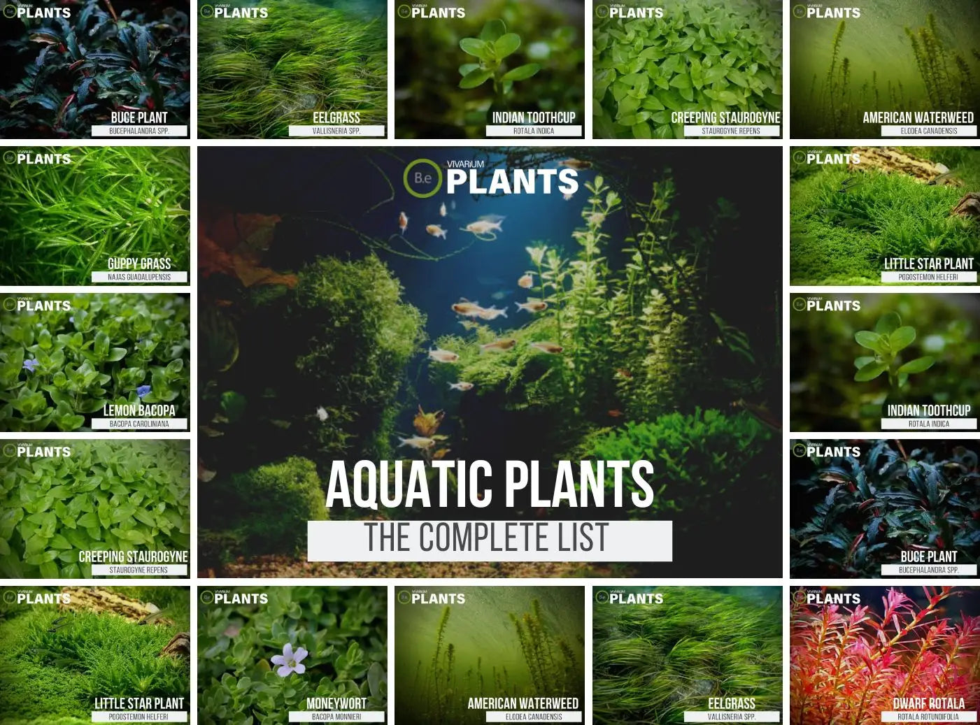 List of Plants in the Aquatic Biome: Enhance Your Pond Naturally