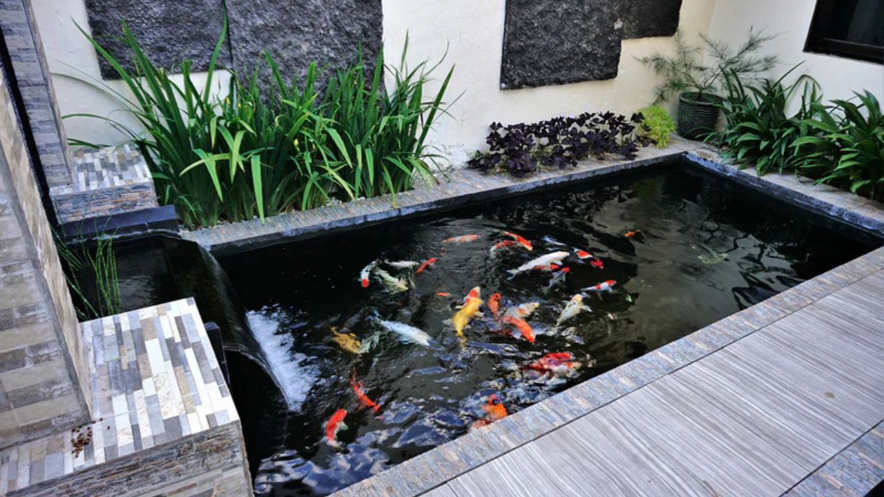 Coy Fish Pond