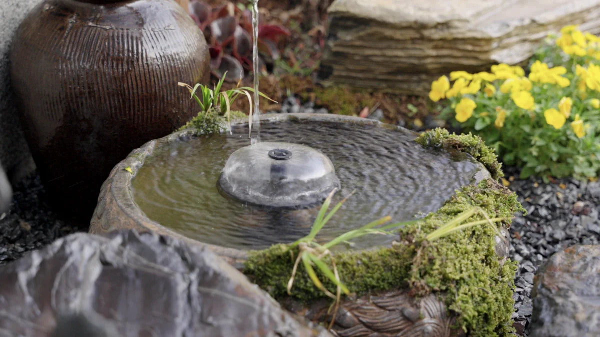 Top 5 Bird-Friendly Pond Designs for Small Yards