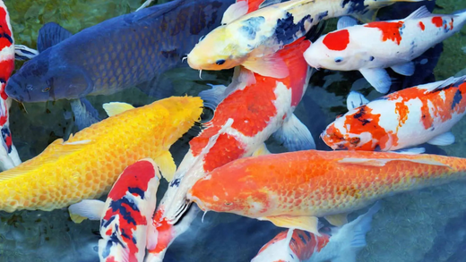 Discover the Colorful World of Pond Fish: Beyond Koi