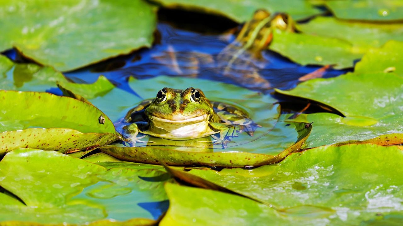 When Frogs Disappear: Do They Come Back? Understanding Frog Migration and Conservation