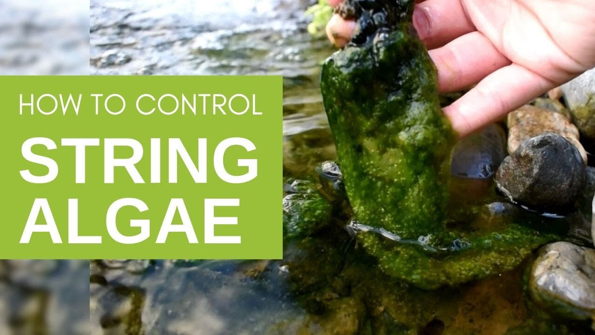 How to Get Rid of String Algae in Ponds & Aquariums