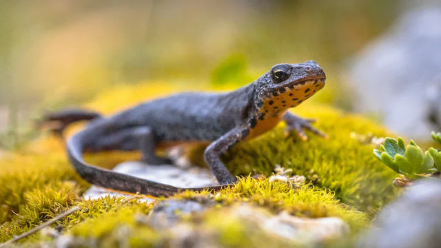 How to Attract Newts to Your Pond?