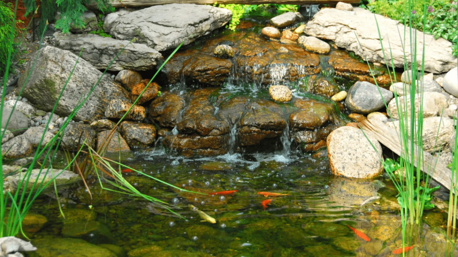 Exploring the Pond Zones: Where Divers and Aquatic Life Thrive