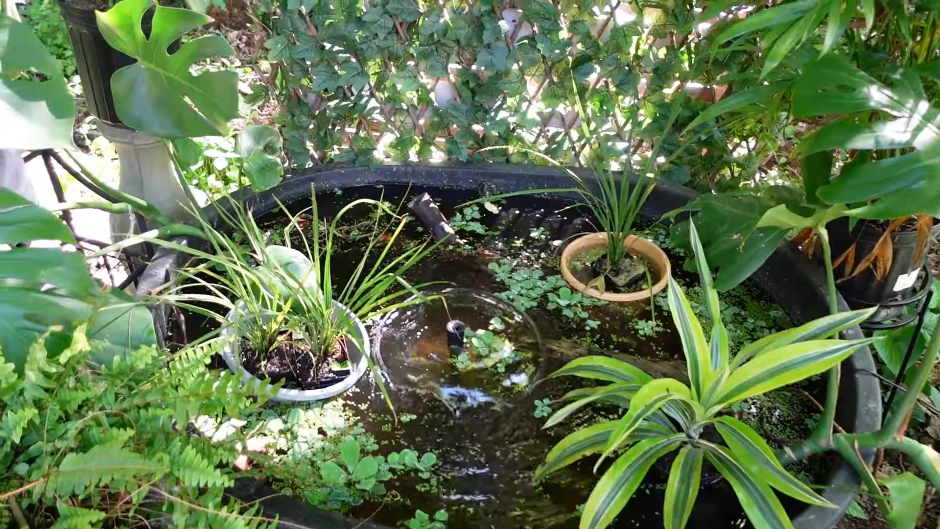 Mini pond, bullet proof fish, PopoSoap Solar Powered Pump