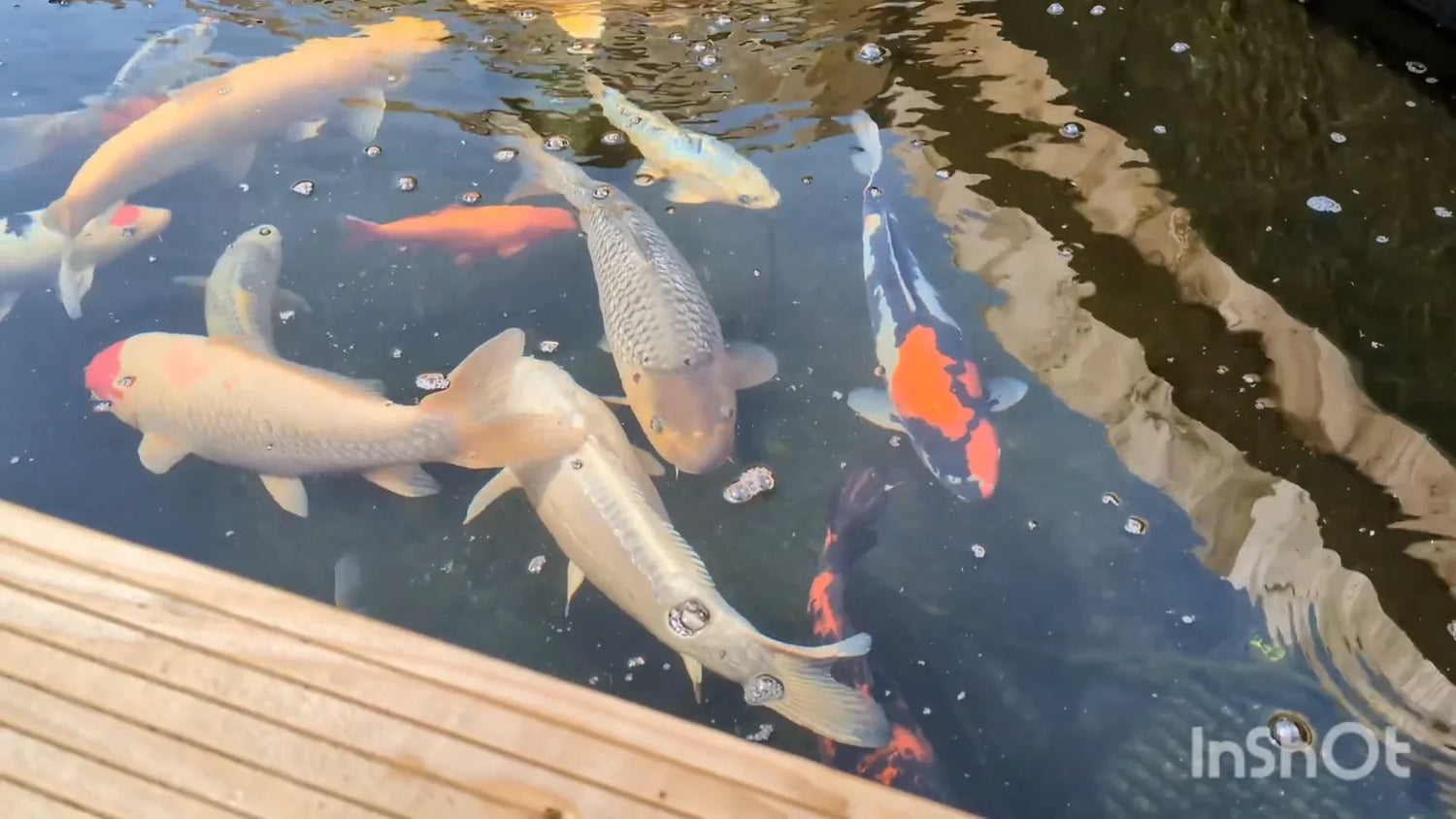Aquarium Renovation and Wild Carp Feeding: Full Record from Unboxing to Ecological Maintenance