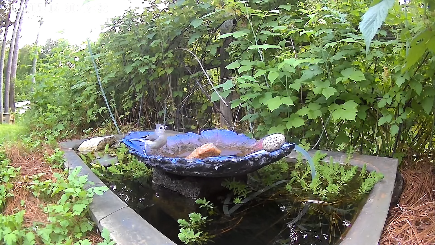 Transform a bird bath into a backyard water feature with a solar powered fountain pump